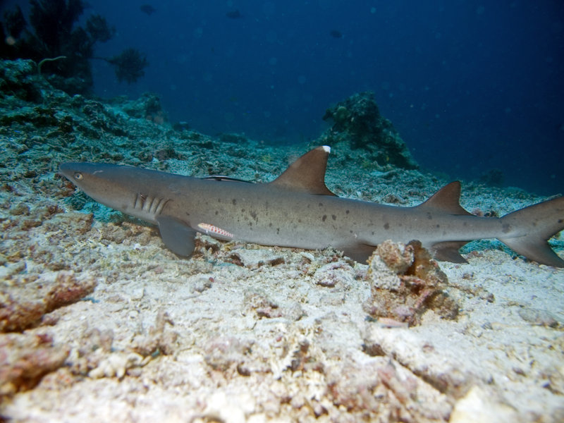 Sipadan, Whitetip Reef Shark